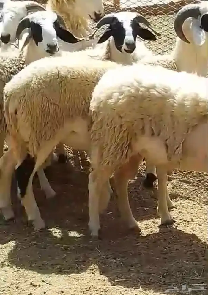 فرصة اخرى مشاريع فحول صردية 2