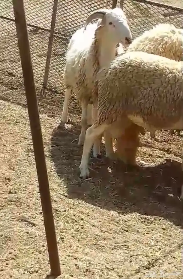 فرصة اخرى مشاريع فحول صردية 4