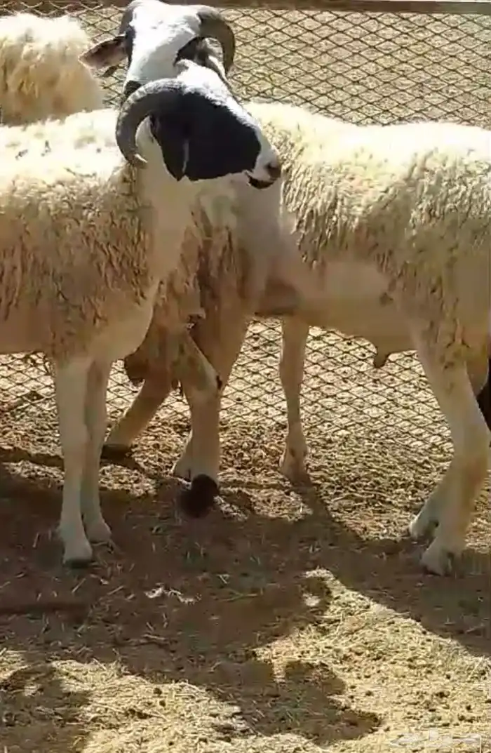 فرصة اخرى مشاريع فحول صردية 0