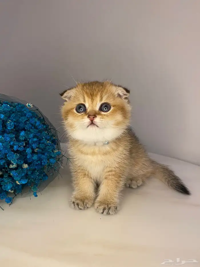 ماشاءالله قطط سكوتش فولد تربل للبيع  قولد مستوى عالي 2