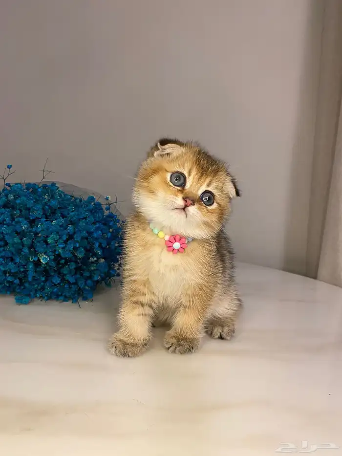 ماشاءالله قطط سكوتش فولد تربل للبيع  قولد مستوى عالي 1