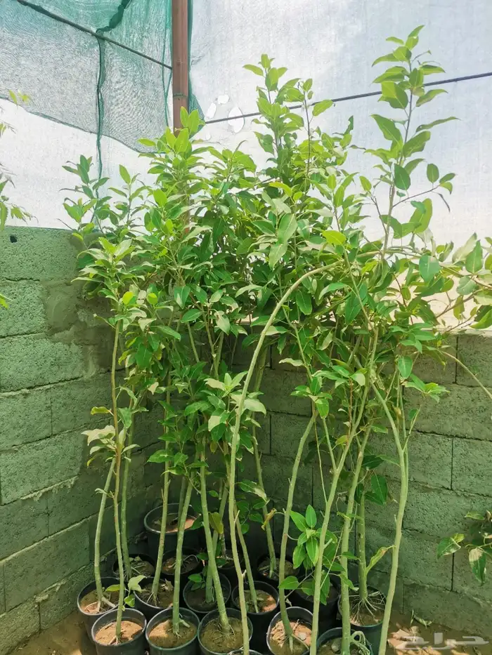 شتلات منوعه 9