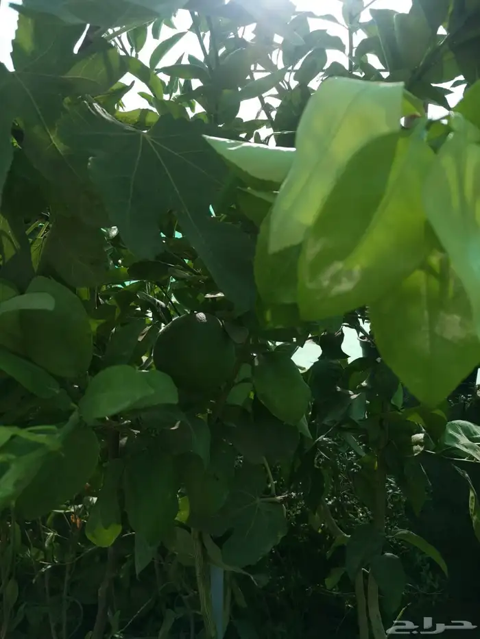 شتلات منوعه 11