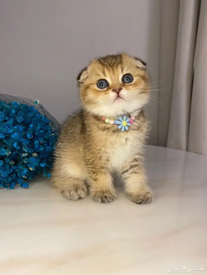 ماشاءالله قطط سكوتش فولد تربل للبيع  قولد مستوى عالي 0