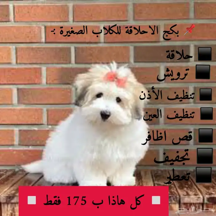 حلاقه وترويش قطط وكلاب وعلاج وتطعيمات 1