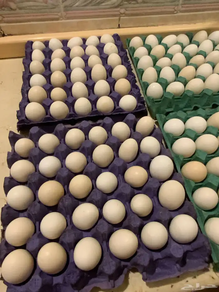 بيض بلدي 3