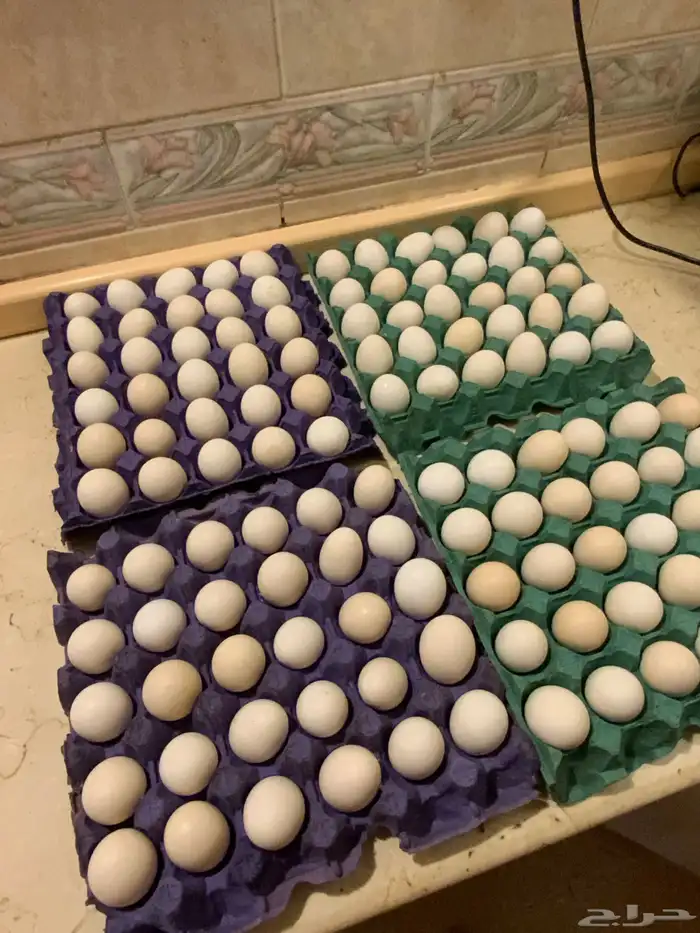 بيض بلدي 1