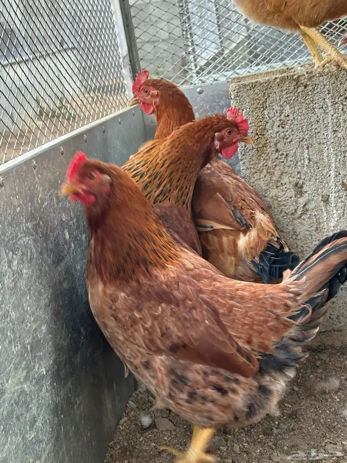 بيض دجاج فرنسي أحمر بيور مخصب للفقاسات تخصيب عالي مع الضمان 1