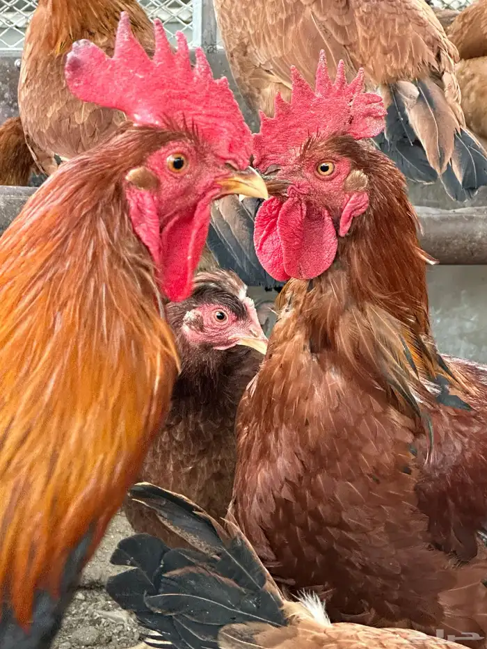 بيض دجاج فرنسي أحمر بيور مخصب للفقاسات تخصيب عالي مع الضمان 3