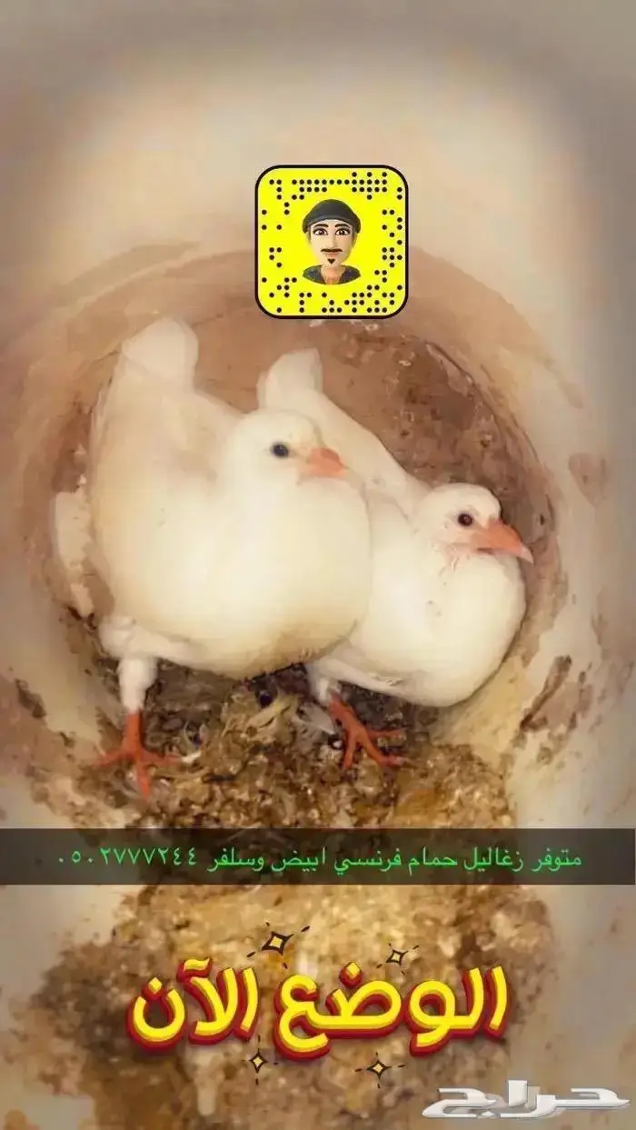 زغاليل حمام فرنسي بط بكيني ديوك بلدي دجاج بيض سمان 2