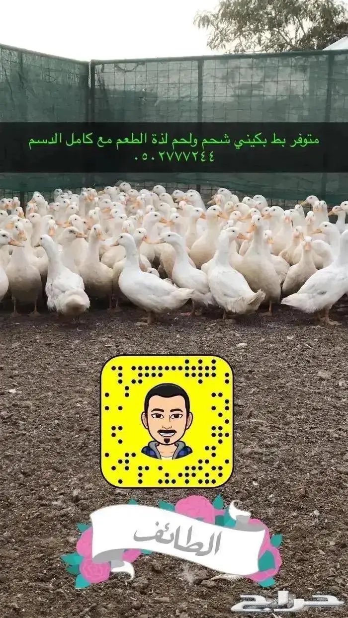 زغاليل حمام فرنسي بط بكيني ديوك بلدي دجاج بيض سمان 5