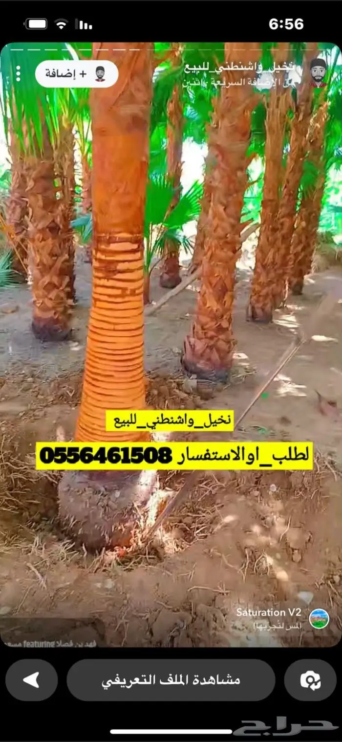 تنظيف وتكريب النخيل وتوريد وزراعه 1