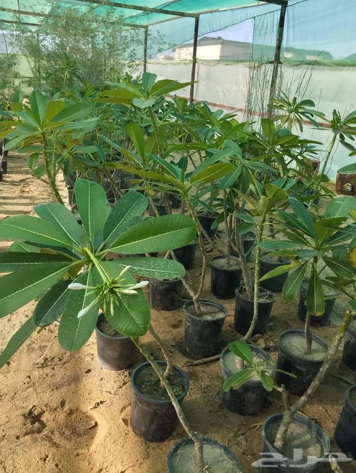 مشتل الجوهرة نجيل طببعي وصناعي اشجار زينه وفواكه 21