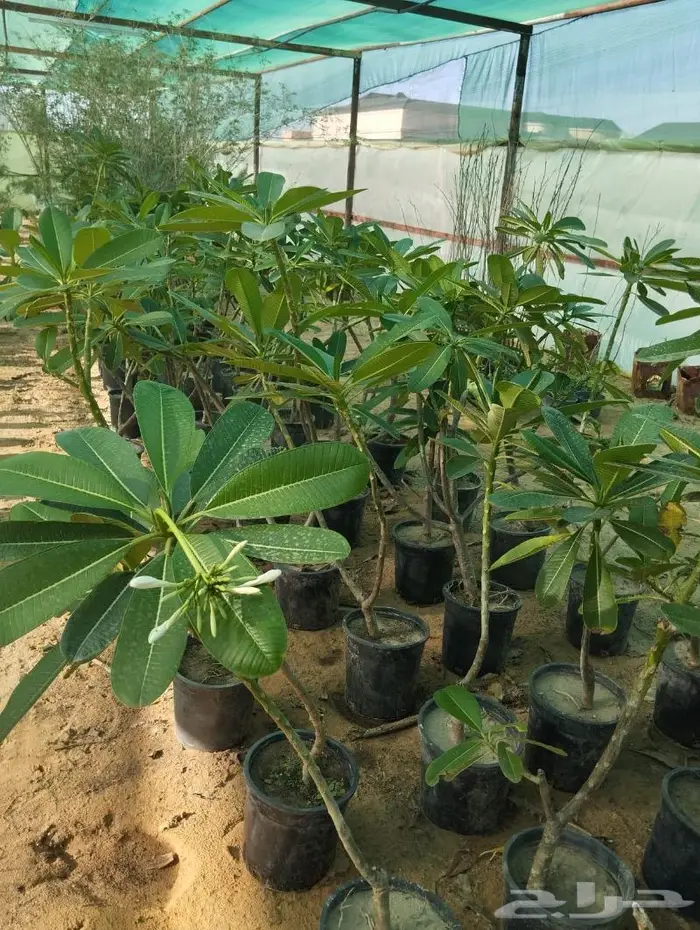 مشتل الجوهرة نجيل طببعي وصناعي اشجار زينه وفواكه 20