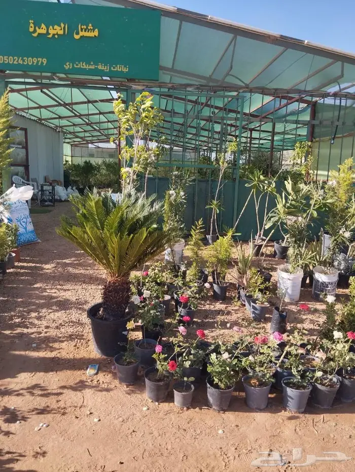 مشتل الجوهرة نجيل طببعي وصناعي اشجار زينه وفواكه 22