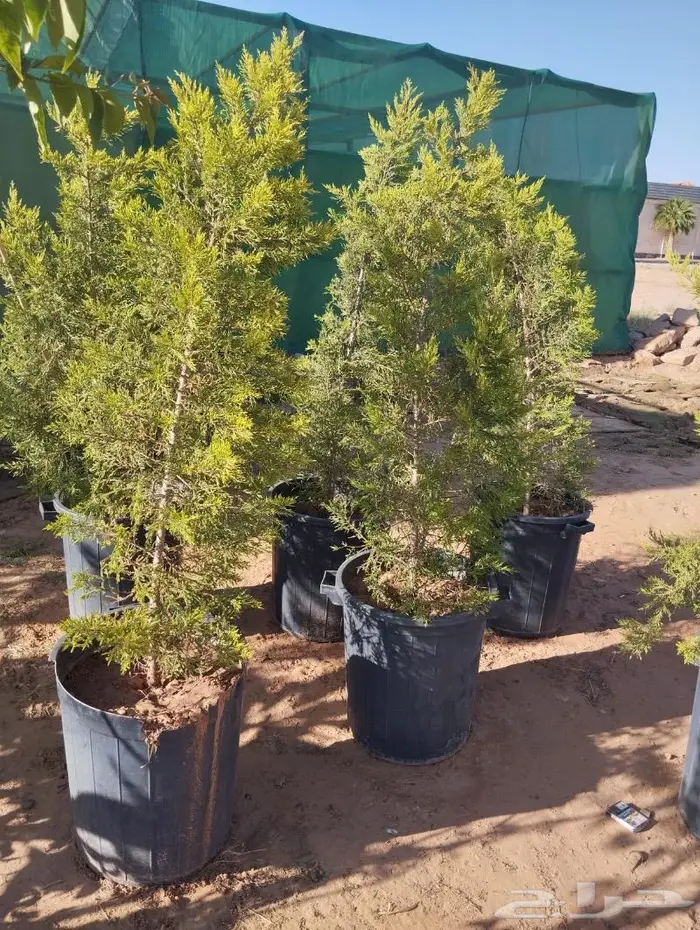 مشتل الجوهرة نجيل طببعي وصناعي اشجار زينه وفواكه 25