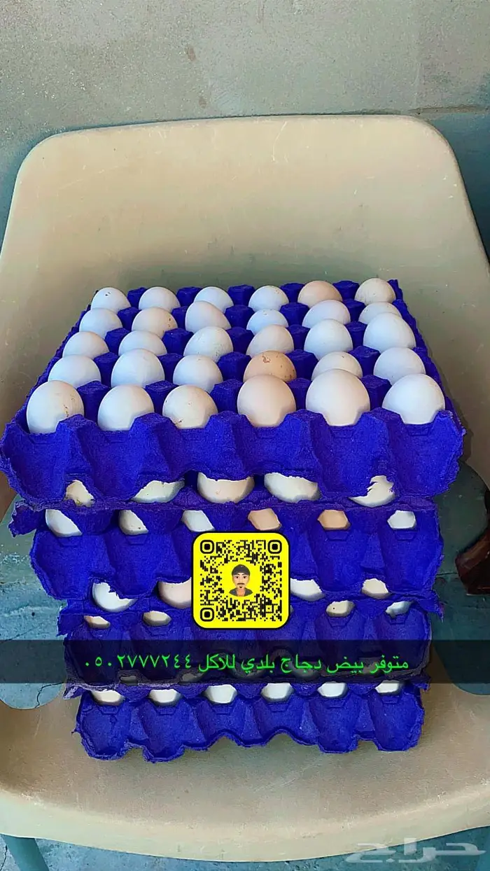 زغاليل حمام فرنسي بط بكيني ديوك بلدي دجاج بيض سمان 9