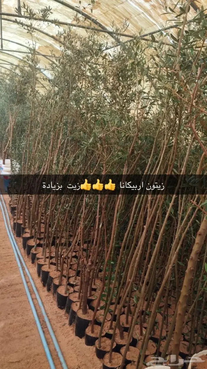 مشتل الجوهرة نجيل طببعي وصناعي اشجار زينه وفواكه 26