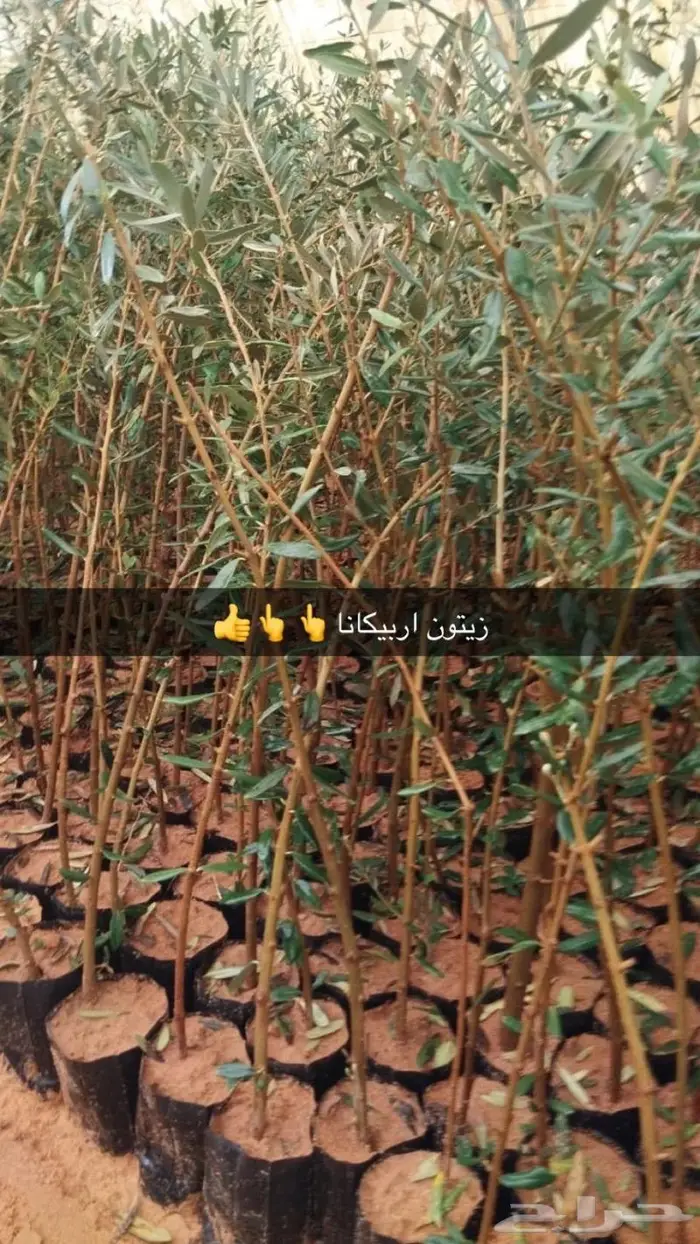مشتل الجوهرة نجيل طببعي وصناعي اشجار زينه وفواكه 28