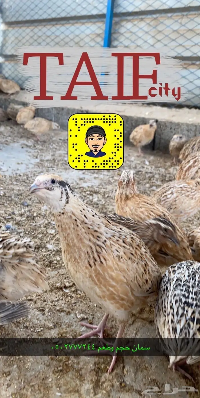 زغاليل حمام فرنسي بط بكيني ديوك بلدي دجاج بيض سمان 10