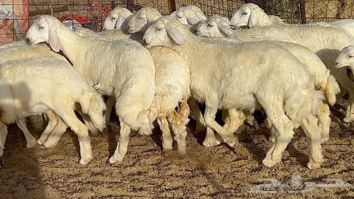 خلفات حرش صنف 36 تحتها 30 بهمها ذبايح كبار مقرع 1