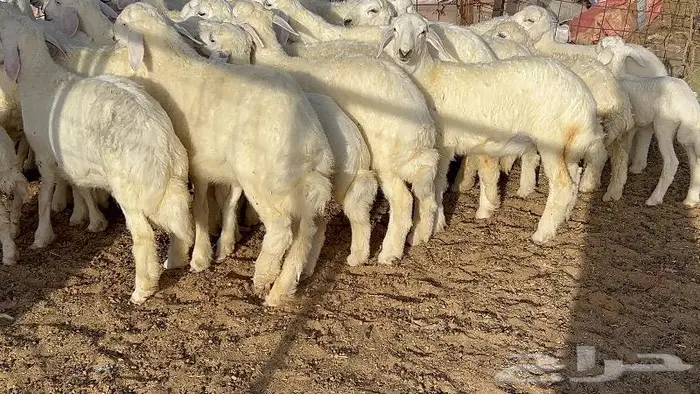 خلفات حرش صنف 36 تحتها 30 بهمها ذبايح كبار مقرع 0