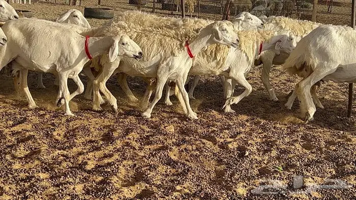 خلفات حرش صنف 36 تحتها 30 بهمها ذبايح كبار مقرع 4