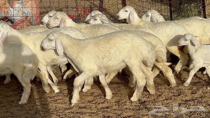 خلفات حرش صنف 36 تحتها 30 بهمها ذبايح كبار مقرع 7