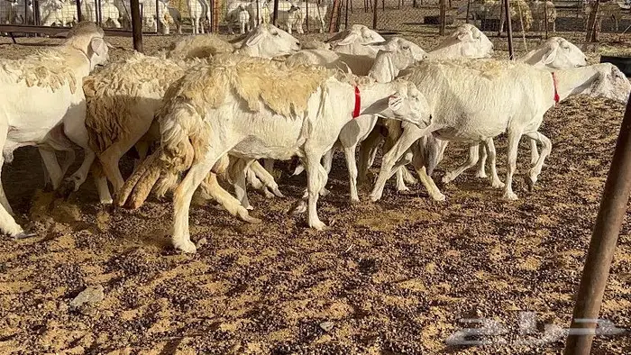 خلفات حرش صنف 36 تحتها 30 بهمها ذبايح كبار مقرع 12