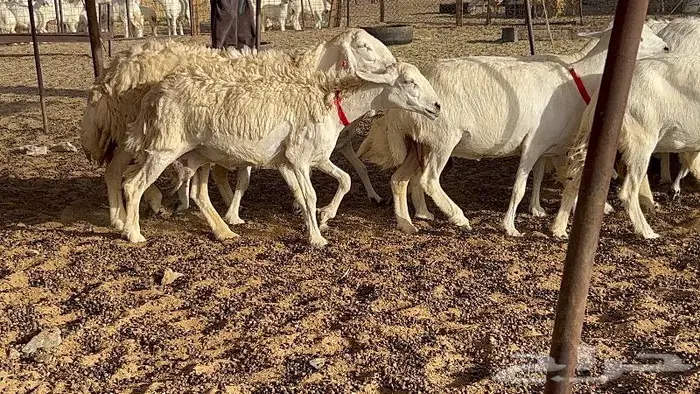 خلفات حرش صنف 36 تحتها 30 بهمها ذبايح كبار مقرع 13