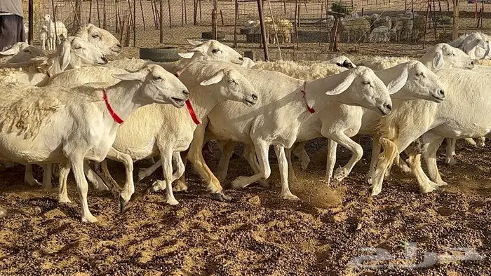 خلفات حرش صنف 36 تحتها 30 بهمها ذبايح كبار مقرع 14