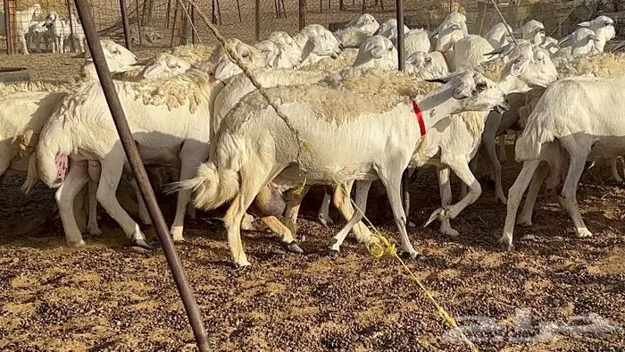 خلفات حرش صنف 36 تحتها 30 بهمها ذبايح كبار مقرع 15