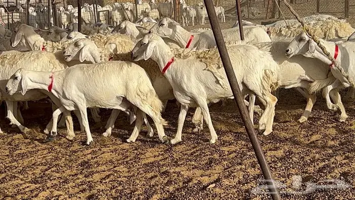 خلفات حرش صنف 36 تحتها 30 بهمها ذبايح كبار مقرع 17