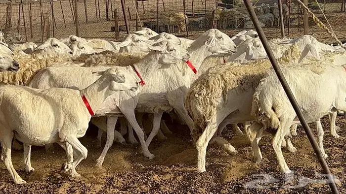 خلفات حرش صنف 36 تحتها 30 بهمها ذبايح كبار مقرع 18