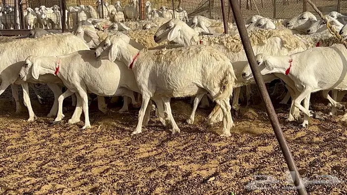 خلفات حرش صنف 36 تحتها 30 بهمها ذبايح كبار مقرع 19