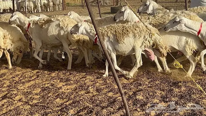خلفات حرش صنف 36 تحتها 30 بهمها ذبايح كبار مقرع 23