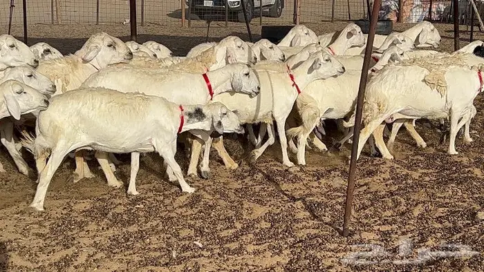خلفات حرش صنف 36 تحتها 30 بهمها ذبايح كبار مقرع 22