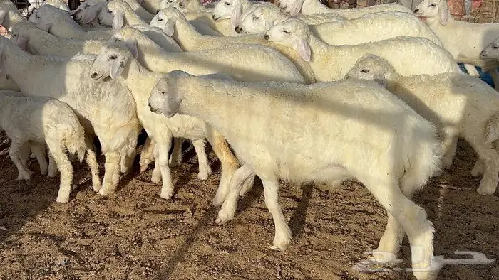 خلفات حرش صنف 36 تحتها 30 بهمها ذبايح كبار مقرع 24