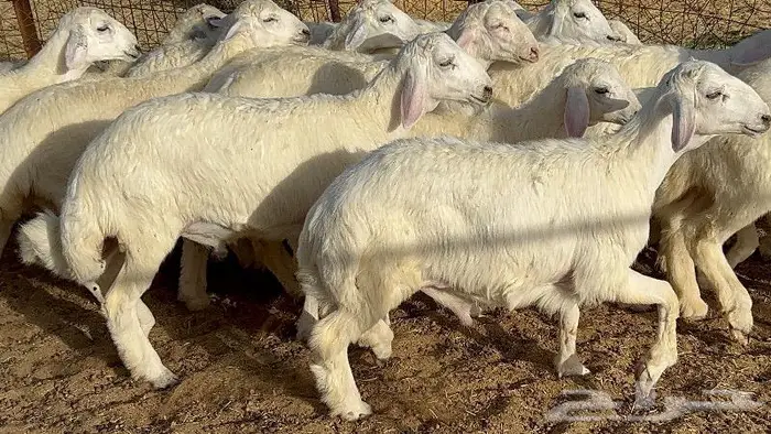 خلفات حرش صنف 36 تحتها 30 بهمها ذبايح كبار مقرع 25