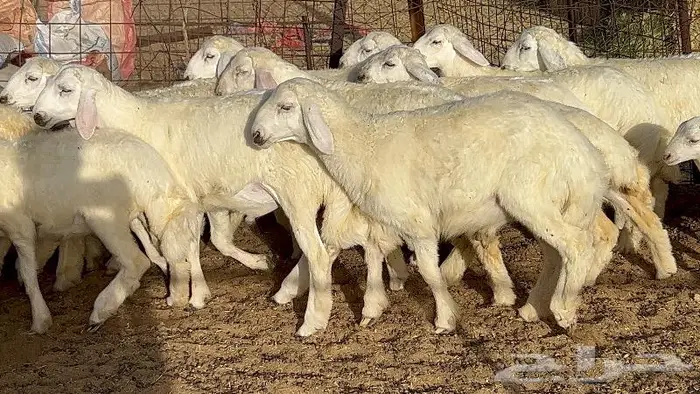 خلفات حرش صنف 36 تحتها 30 بهمها ذبايح كبار مقرع 20