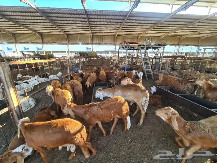 طليان سواكني مع خدمة التوصيل 2