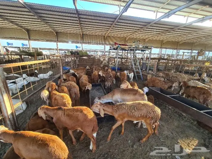 طليان سواكني مع خدمة التوصيل 4