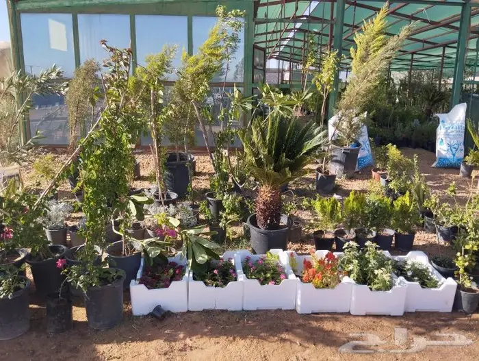 مشتل الجوهرة نجيل طببعي وصناعي اشجار زينه وفواكه 11