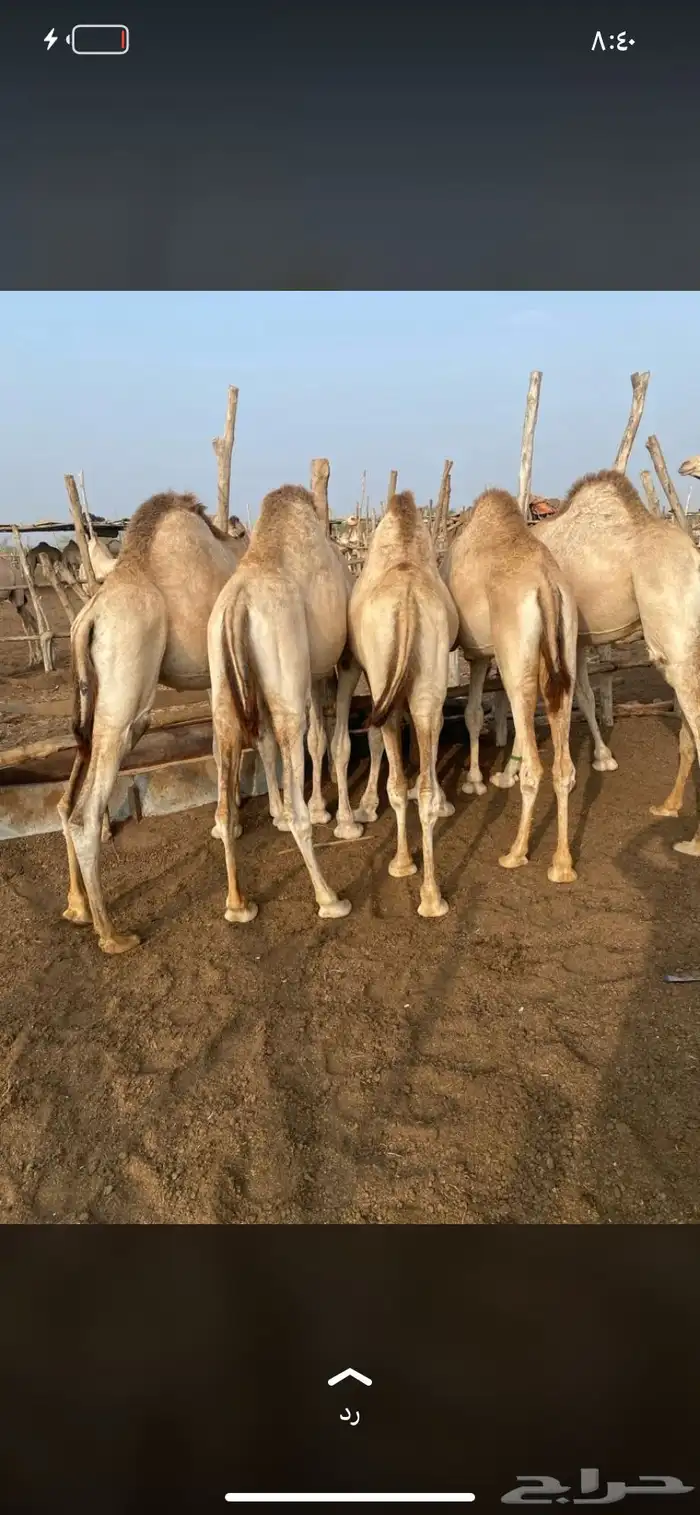 للبيع القعدان الكفو للمبادي وزواجات 2