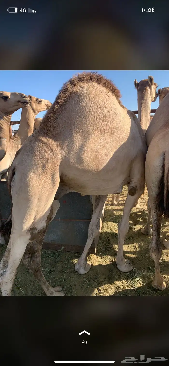 للبيع القعدان الكفو للمبادي وزواجات 1