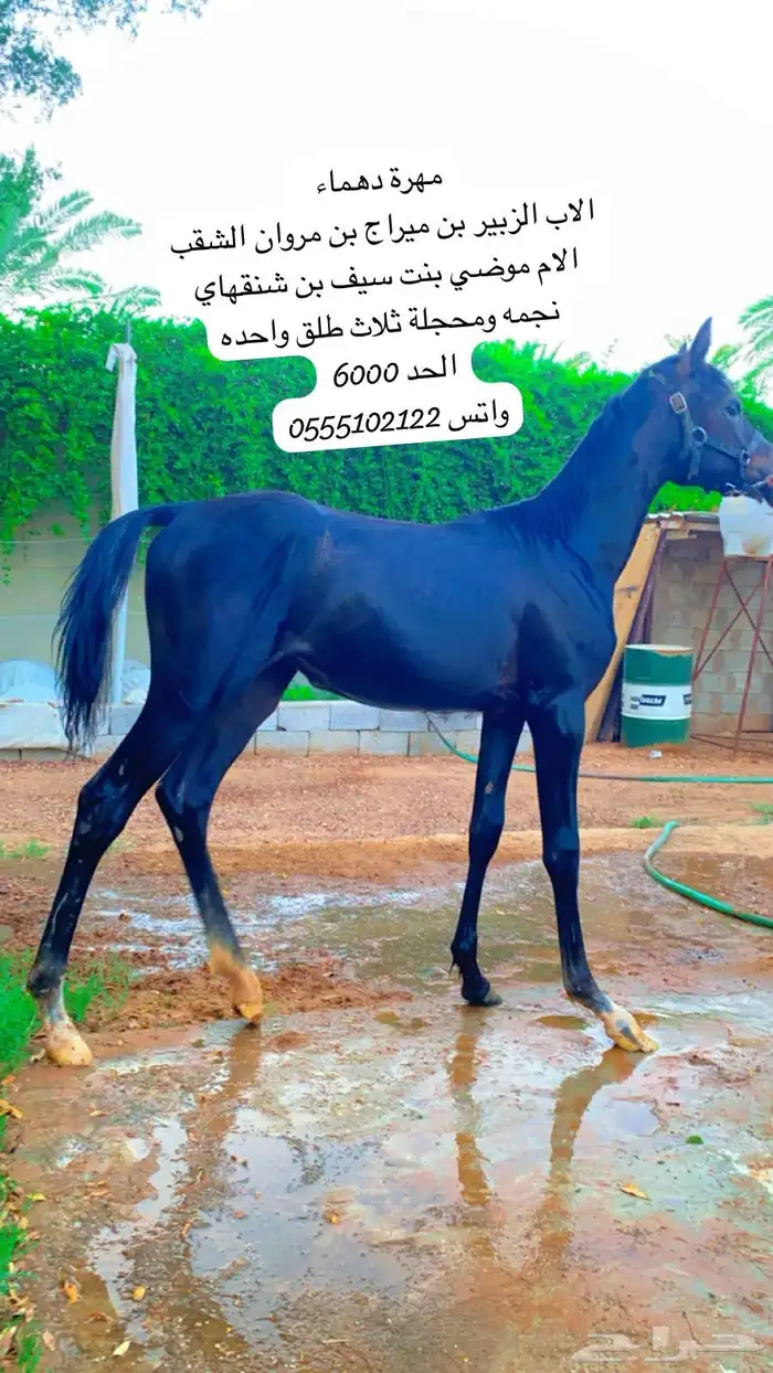 مهرة شعبيه تنافس الواهو (( تم البيع )) بحدها 4