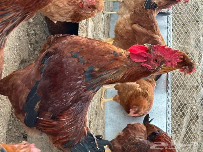 بيض دجاج فرنسي أحمر بيور مخصب للفقاسات تخصيب عالي مع الضمان 4