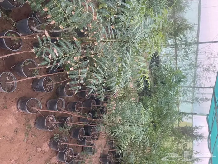 مشتل الجوهرة نجيل طببعي وصناعي اشجار زينه وفواكه 24