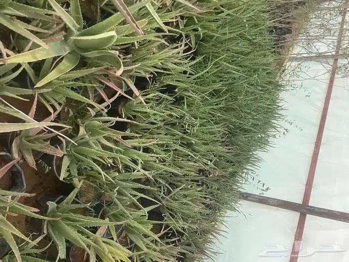 مشتل الجوهرة نجيل طببعي وصناعي اشجار زينه وفواكه 29