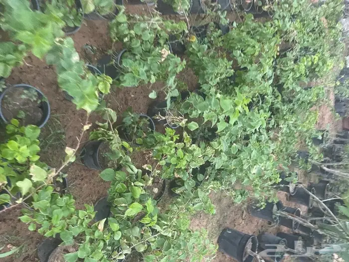 مشتل الجوهرة نجيل طببعي وصناعي اشجار زينه وفواكه 32